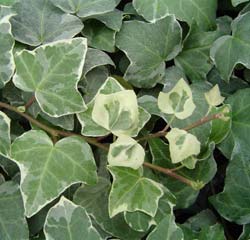 hedera helix glacier